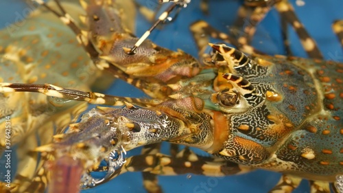 Close up macro, alive raw lobsters in shop. Blue basin with ice water, delicatessen fresh uncooked mediterranean lobsters placed on stall in seafood store. Natural background with marine inhabitants.