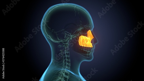 Human Skeleton Skull Maxilla Bone Anatomy For Medical Concept 3D Illustration 