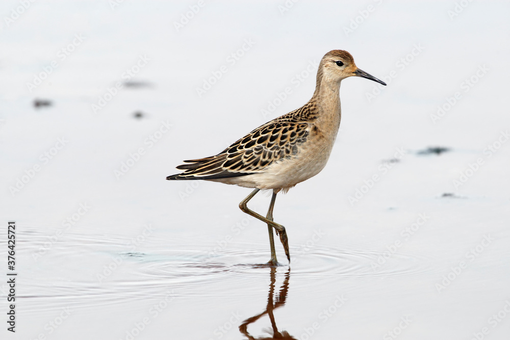 Sandpiper ruff steps in water Sandpiper ruff steps in water