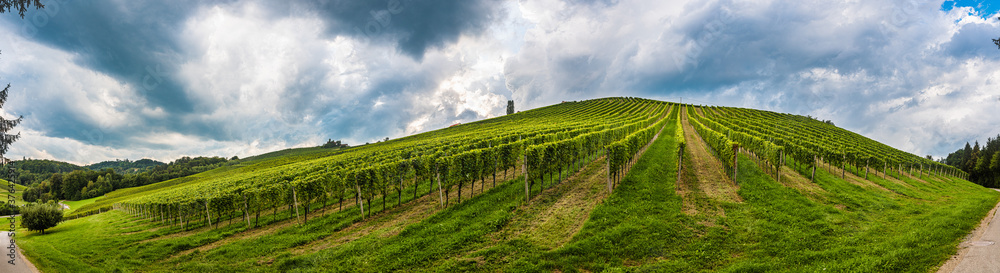 Vineyard panorama on an Austrian countryside, Styrian Tuscany