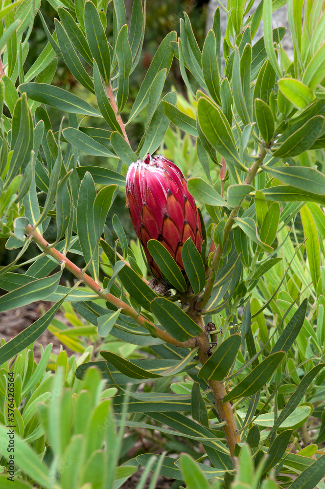 Sydney Australia, flower stem of a protea magnifica X pudens in the
