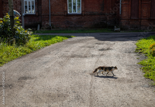 spotted lonely cat walks along a dirt road against the background of a brick old building