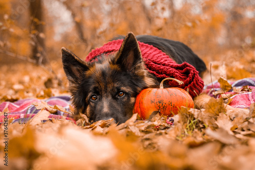 autumn foliage german shepherd dog with pumpkin on hallown
