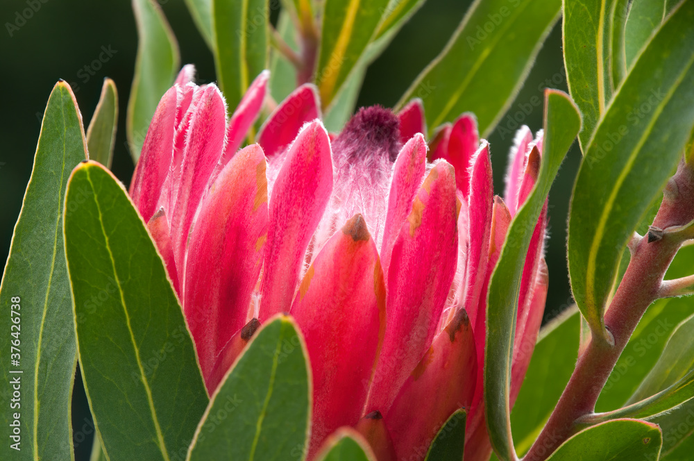 Sydney Australia, close-up of a red protea flower Sydney Australia, close-up of a red protea flower