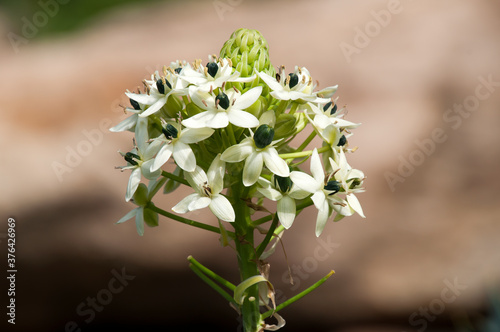 Sydney Australia, Close-up of flowerhead of Ornithogalum saundersiae or Giant chincherinchee with many small flowers photo