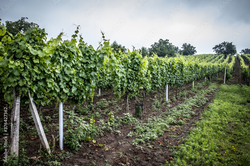  vineyard with white wine