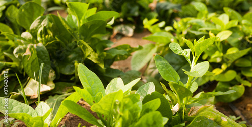 Wallpaper Mural Closeup image of malabar spinach plants in sunny greenhouse. High quality photo Torontodigital.ca