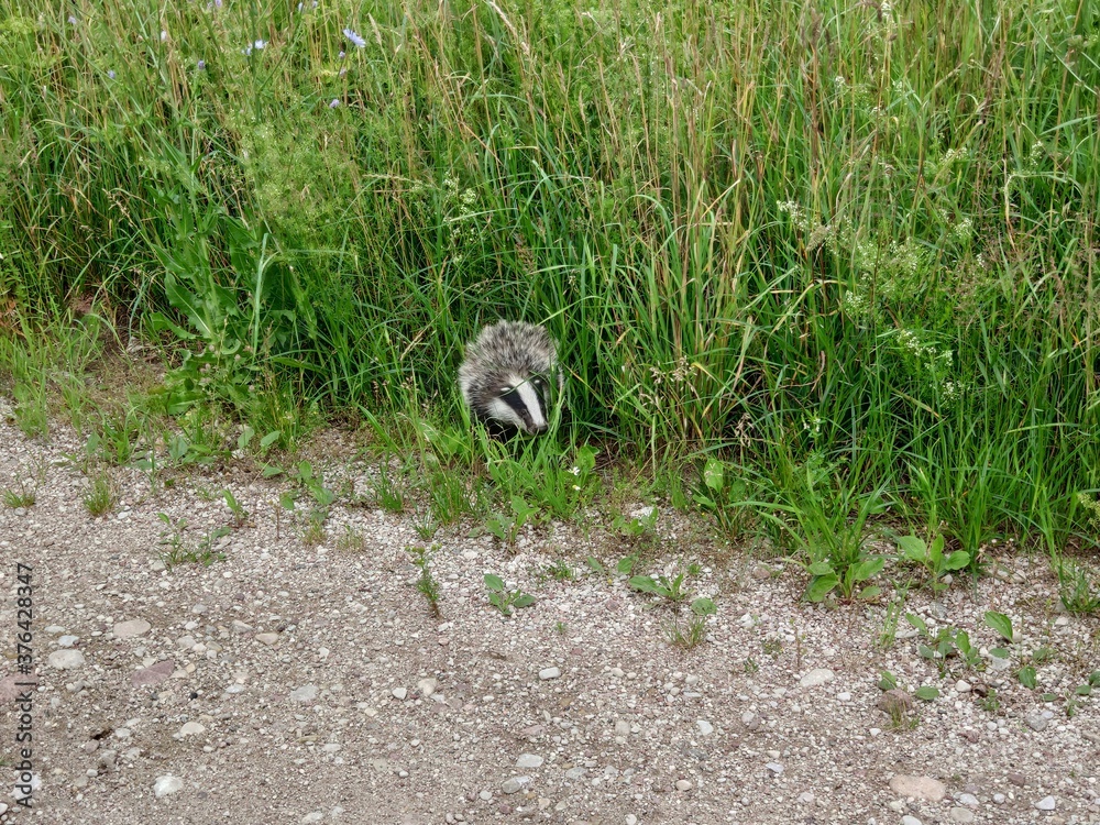 Naklejka premium European badger (Meles meles) hiding in green grass