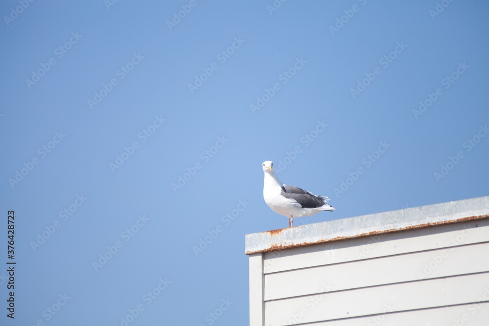 Obraz premium 屋根にとまったカモメ
