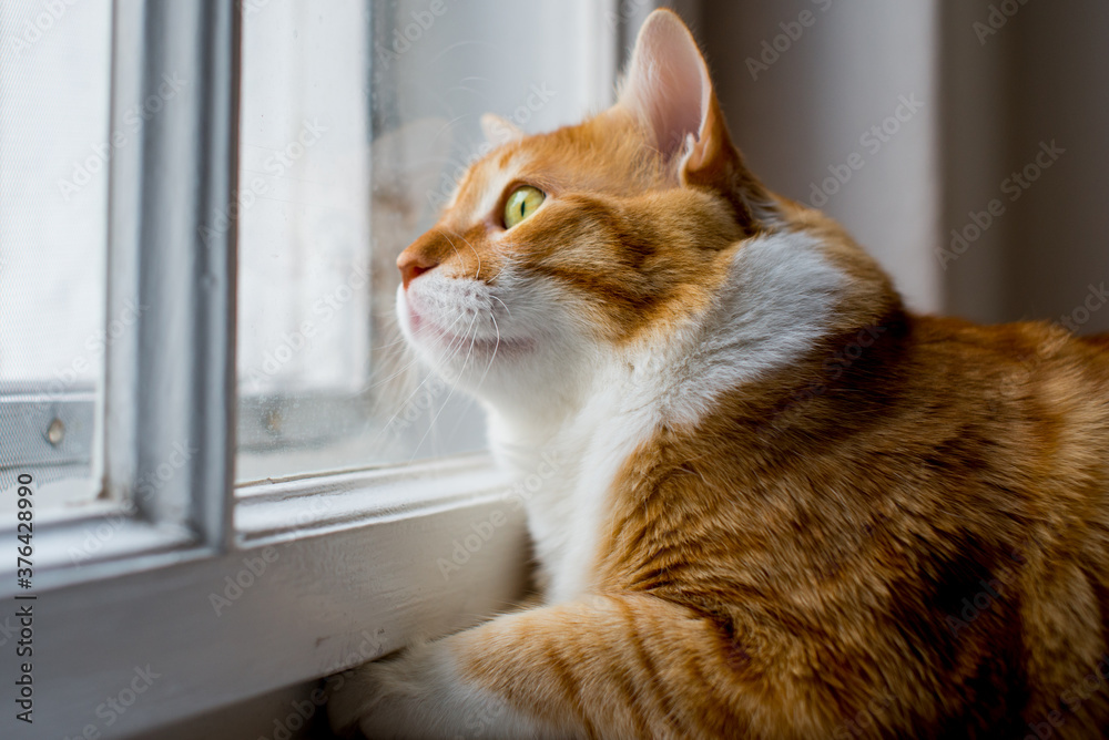 custom made wallpaper toronto digitalGinger big and fat cat sits on a white windowsill and looking out the window. Cute ginger cat siting on window sill and waiting for something. Fluffy pet looks in window. Big red Maine Coon.