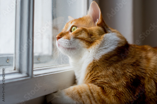 Wallpaper Mural Ginger big and fat cat sits on a white windowsill and looking out the window.  Cute ginger cat siting on window sill and waiting for something. Fluffy pet looks in window. Big red Maine Coon. Torontodigital.ca