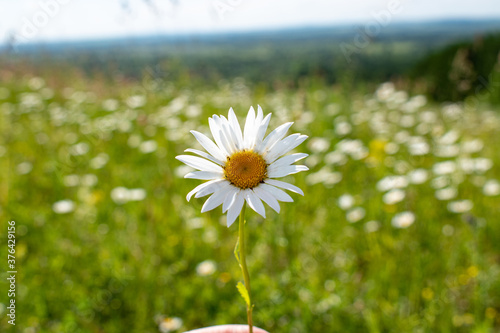 daisies in the field