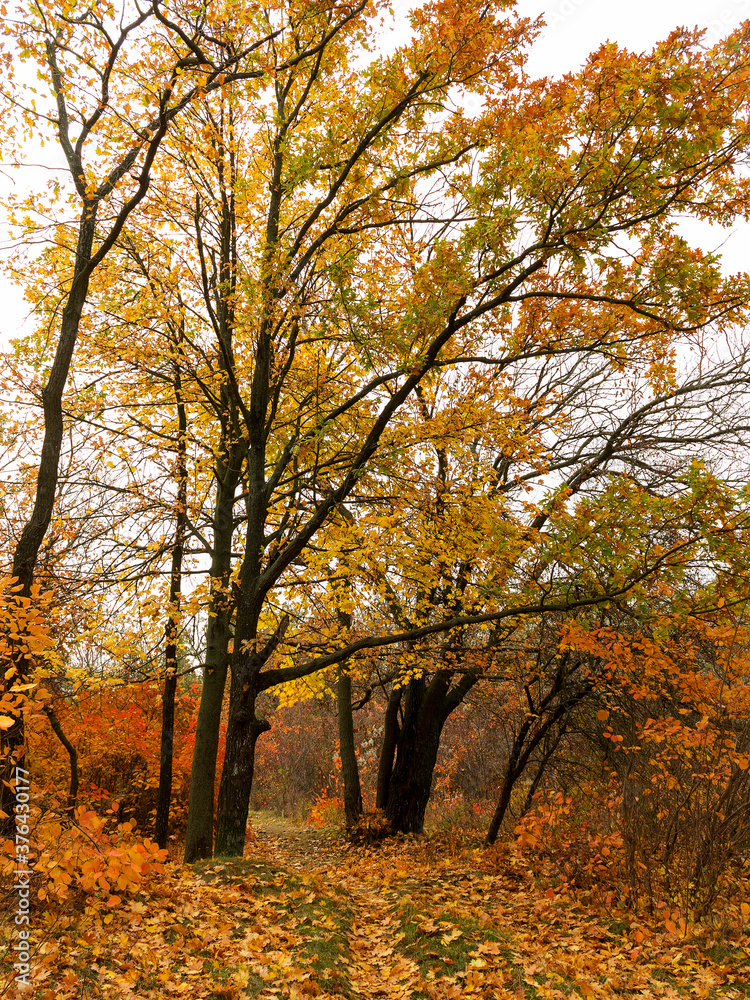 Colorful bright autumn city park. Leaves fall on ground. Autumn forest scenery with warm colors and footpath covered in leaves. A trail going into woods showcasing amazing fall colors.