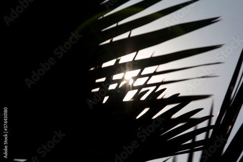 Palm trees, green elephants and very large leaves with many straight lines on the leaves planted for sale and beautify the garden. photo