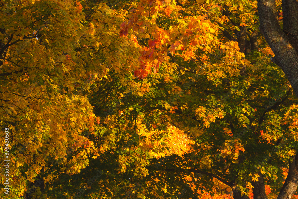 Yellow autumn trees background