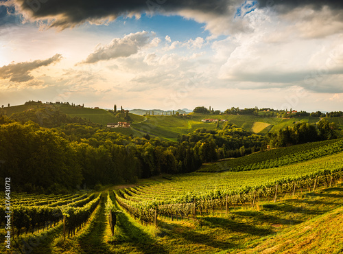 Vineyard on an Austrian countryside, Styrian Tuscany
