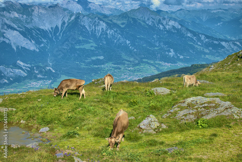 Kuh grast auf einer Wiese auf dem Pizol in der Schweiz 7.8.2929