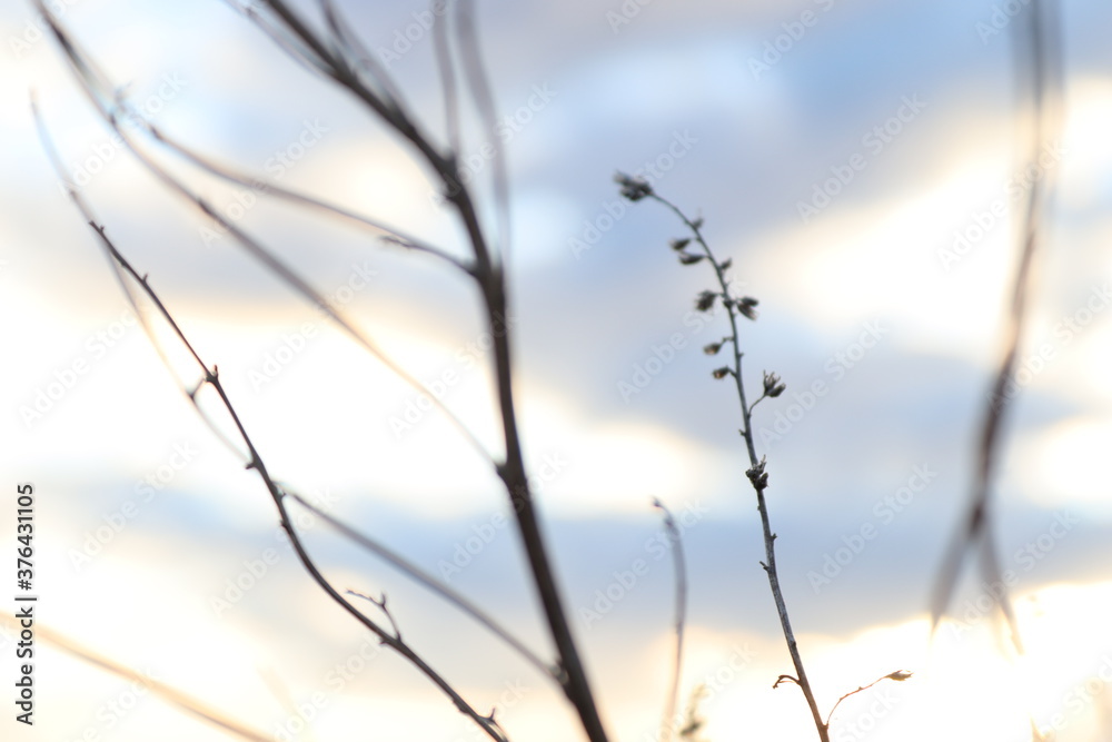 reeds in the morning reeds in the morning