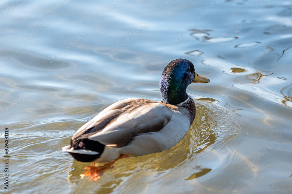 Obraz premium duck on the water