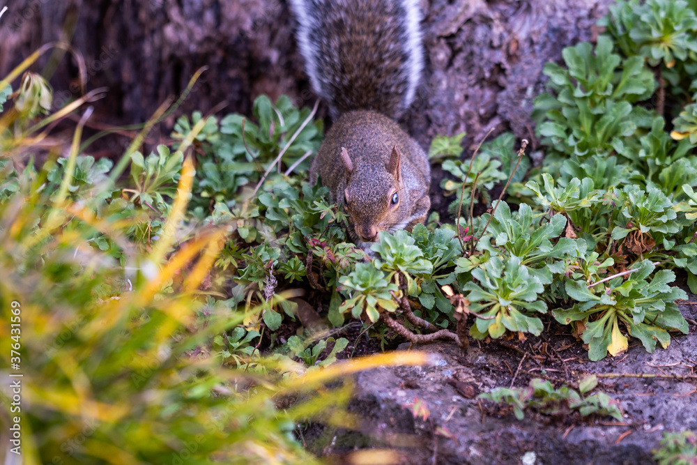 Obraz premium squirrel in the forest