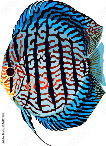 Turquoise discus fish vector on white background