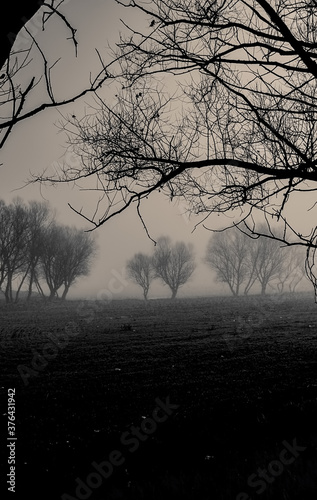 trees in the fog