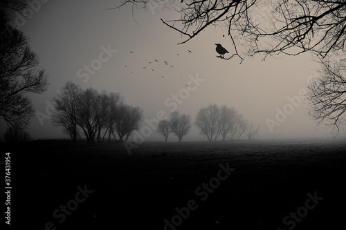 along bird