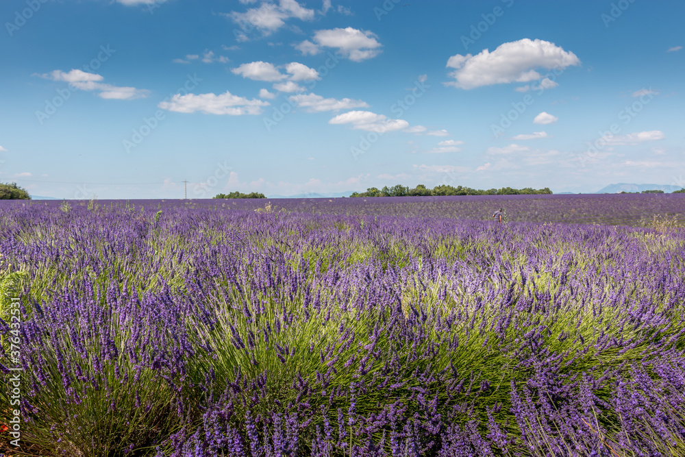 Fototapeta premium Champ de lavande en Provence