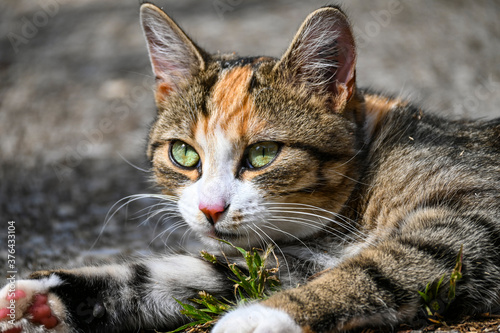 Fotografisches Allerlei aus dem Garten, der Tierwelt und der von Reisen