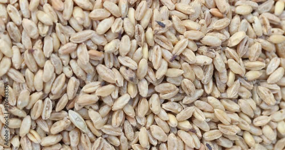 durum wheat infested with parasites causes long shelf life, granary weevil, The wheat weevil (Sitophilus granarius) spread on durum wheat durum wheat infested with parasites causes long shelf life, granary weevil, The wheat weevil (Sitophilus granarius) spread on durum wheat