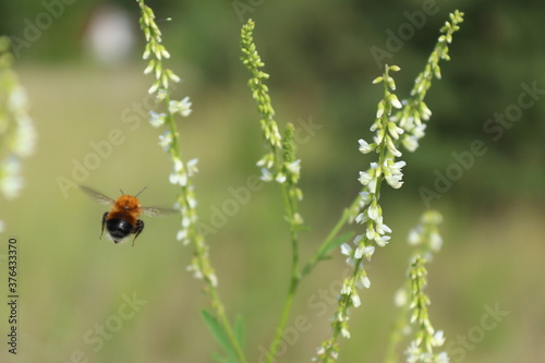 bumblebee in flight © Anna Vasilyeva