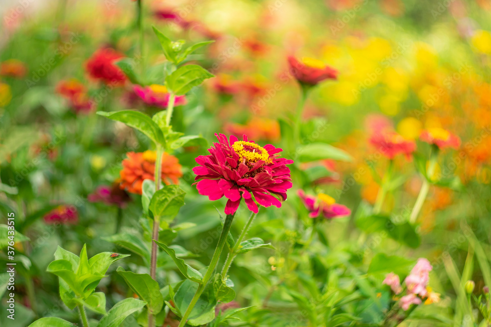 
Blurred image of red garden flowers on a scenic background.