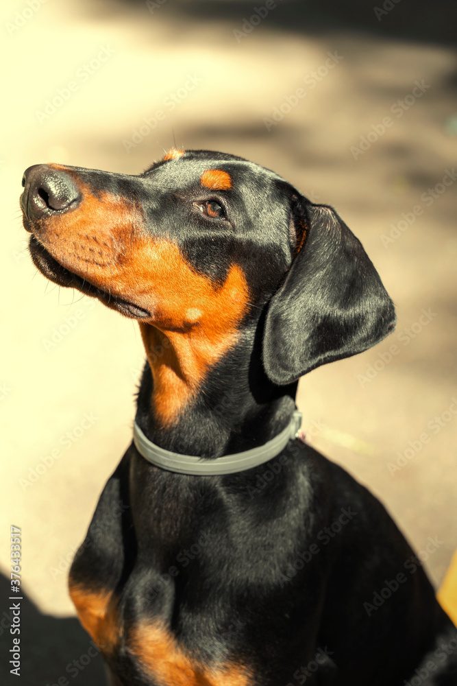portrait of a beautiful purebred dog in profile. 4 month old doberman
