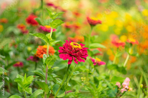  Blurred image of red garden flowers on a scenic background.