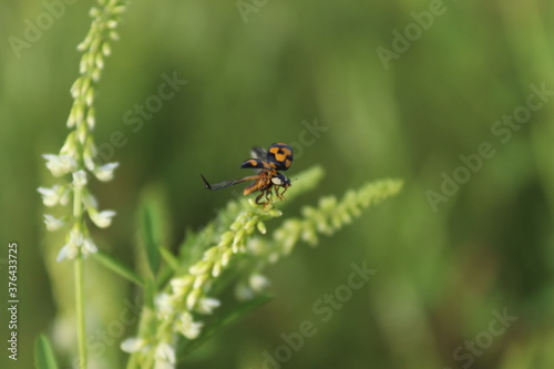 ladybird on a flower prepares to fly © Anna Vasilyeva