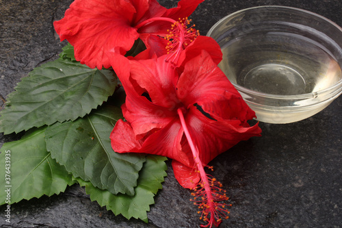 Jaswand or Hibiscus oil over black background. photo