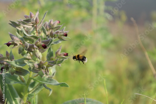 bumblebee in flight