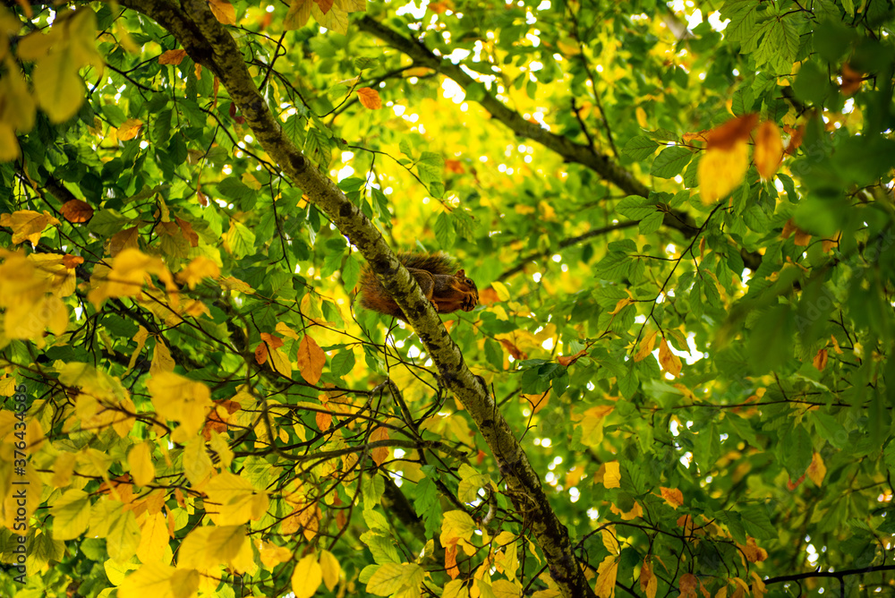 autumn leaves on a tree autumn leaves on a tree