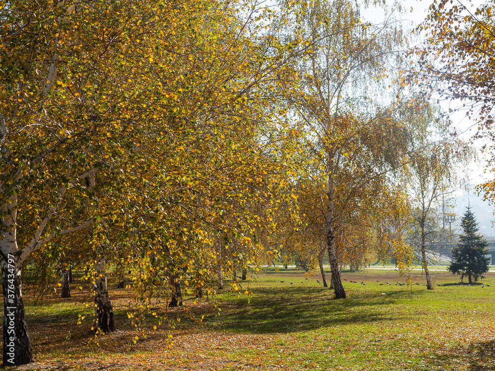 Naklejka premium Colorful bright autumn city park. Leaves fall on ground. Autumn forest scenery with warm colors and footpath covered in leaves leading into scene.
