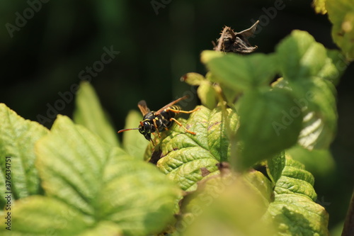 bee on a green leaf