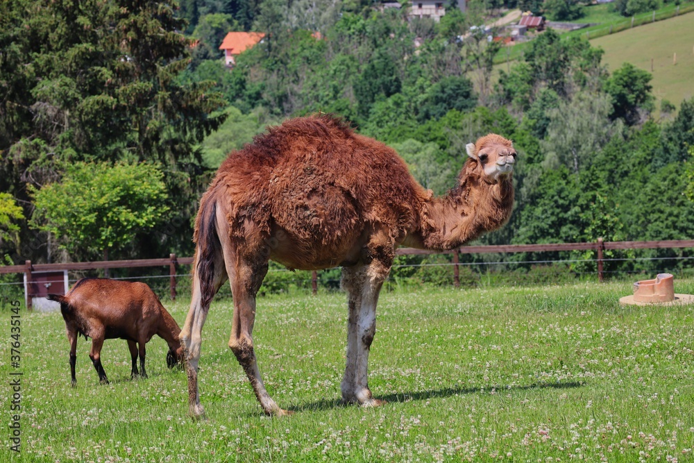 Fototapeta premium Dromedary Camel also called Somali or Arabian Camel with Anglo-Nubian Goat in Czech Farm Park. Camelus Dromedarius with One Hump and Brown Domestic Goat.