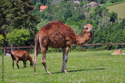 Dromedary Camel also called Somali or Arabian Camel with Anglo-Nubian Goat in Czech Farm Park. Camelus Dromedarius with One Hump and Brown Domestic Goat.