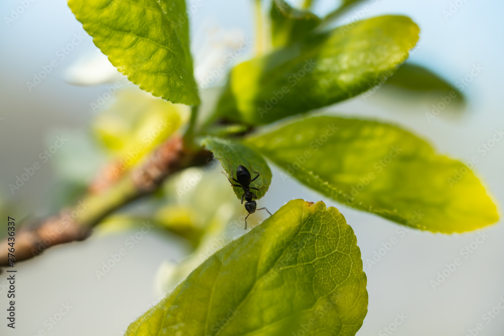 Green cherry leaves with ant in the garden Green cherry leaves with ant in the garden