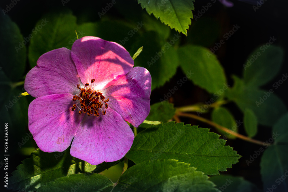 Arkansas rose-forest flower in sunbeams on a background of green petals