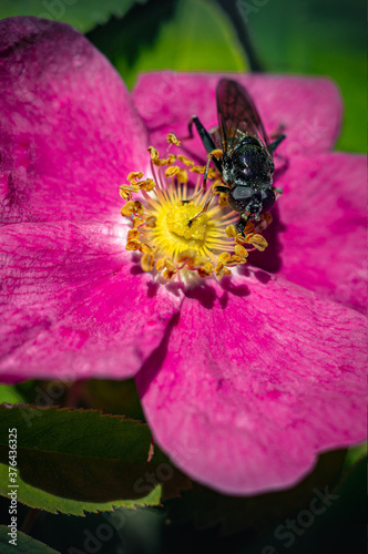 Arkansas rose-forest flower in sunlight on a background of green petals, pollination of the flower with insects