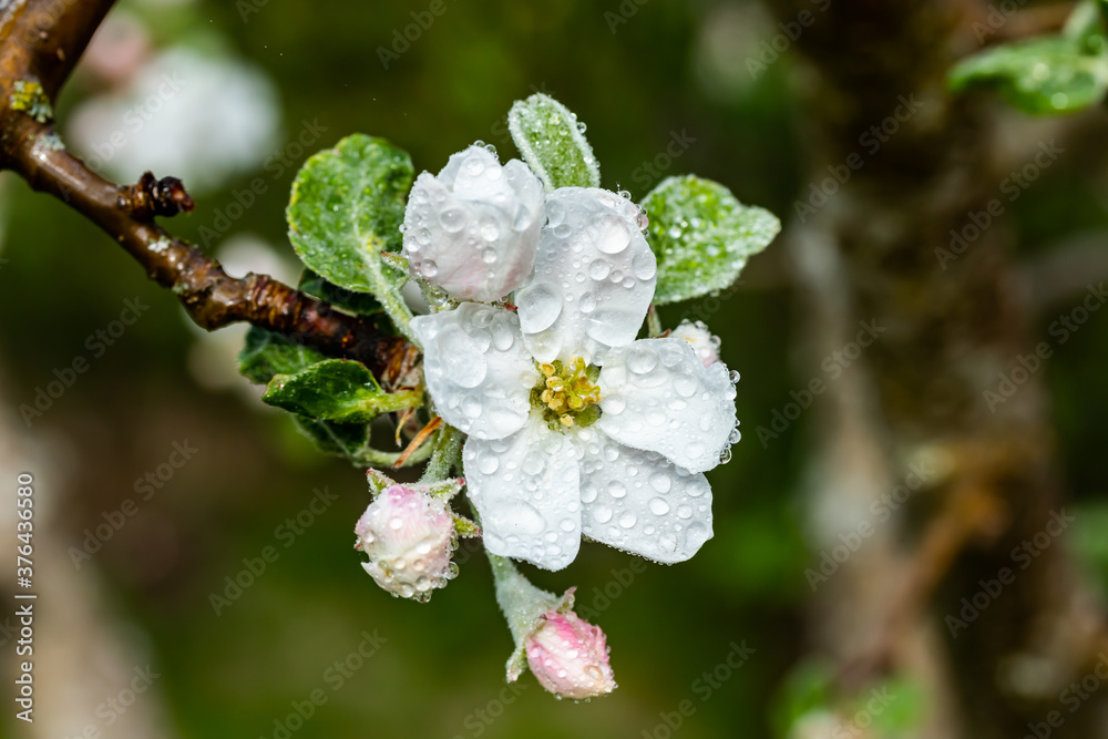 Apple blossom with raindrops in the garden on spring Apple blossom with raindrops in the garden on spring