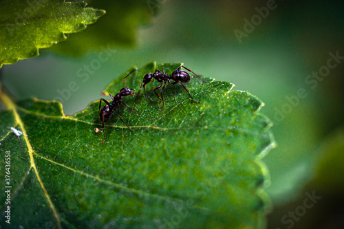 ants fight on a green petal