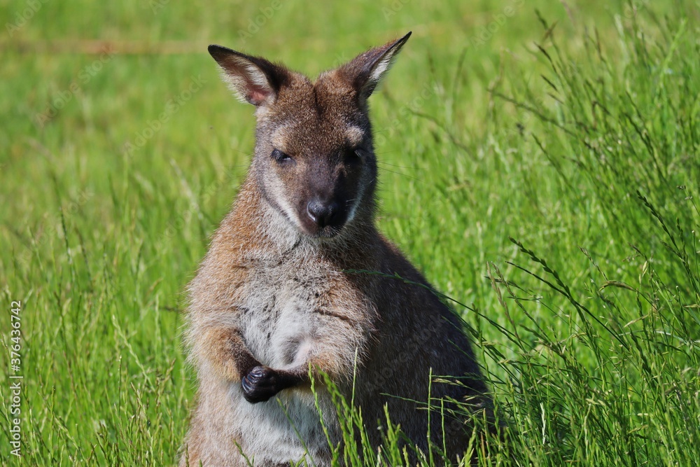 Closeup of The Red-Necked Wallaby or Bennett's Wallaby (Macropus Rufogriseus) Standing in the Grass with Clawed Hands in Czech Farm Park. Cute Brown Tasmanian Kangaroo in Czech Farmpark Nature.