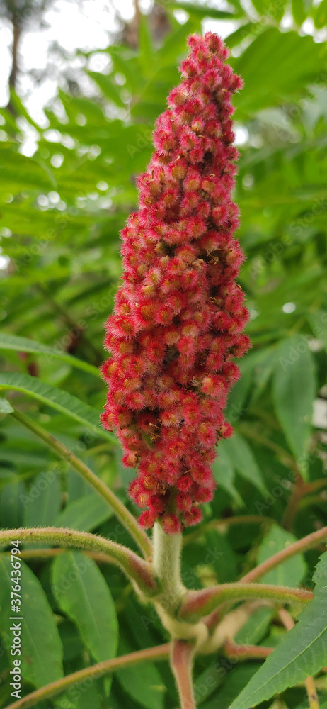 Rhus typhina red flower over green background Rhus typhina red flower over green background