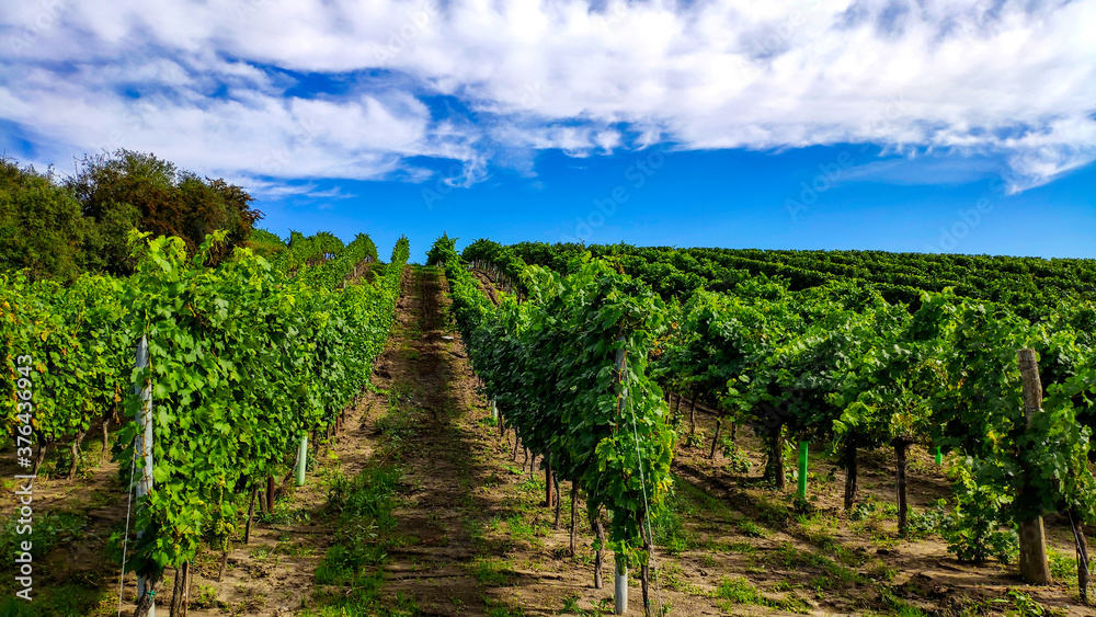 vineyard in czech republic